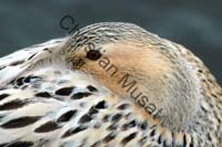 canard tete 003