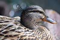 canard tete 006