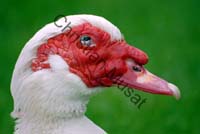 canard tete 01