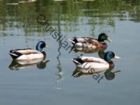 colvert 001