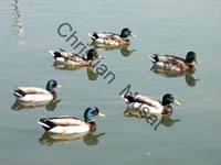 colvert 002