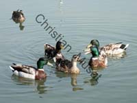 colvert 003