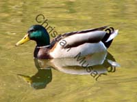 colvert 004