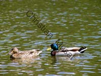colvert 005
