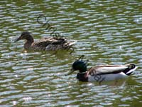 colvert 006