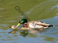 colvert 007