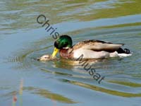 colvert 008