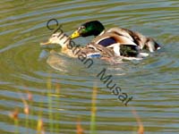 colvert 009