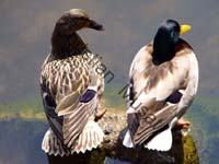 colvert 010