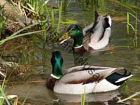 colvert 011