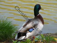 colvert 012
