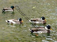 colvert 016