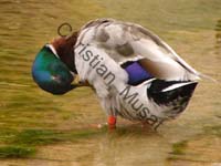 colvert 017