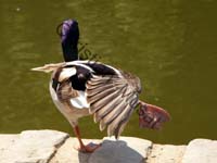 colvert 021
