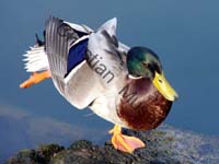 colvert 022