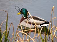 colvert 024