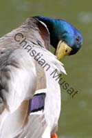 colvert 026