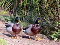 colvert 040