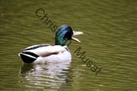 colvert 041