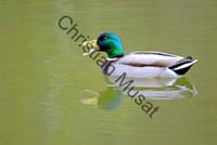 colvert 044