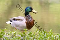 colvert 046