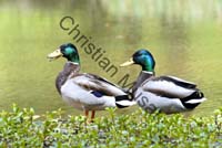 colvert 048