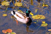 colvert 050