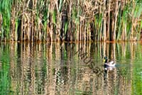 colvert 051