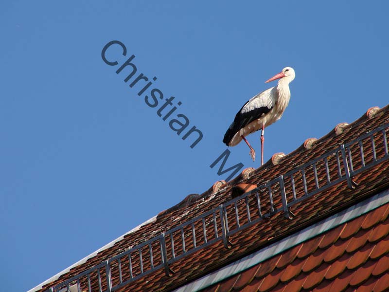 cigogne 006