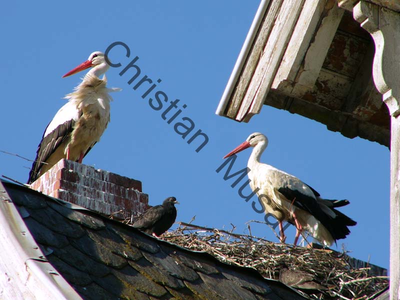 cigogne 012