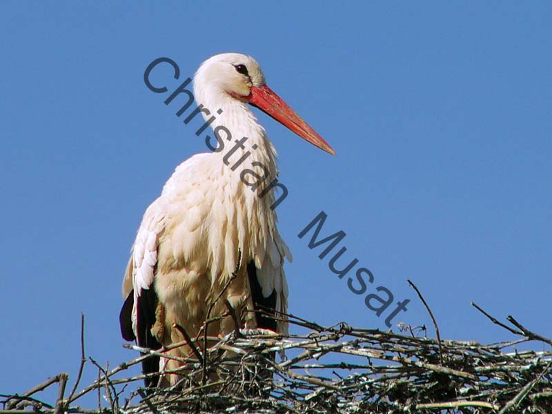 cigogne 013