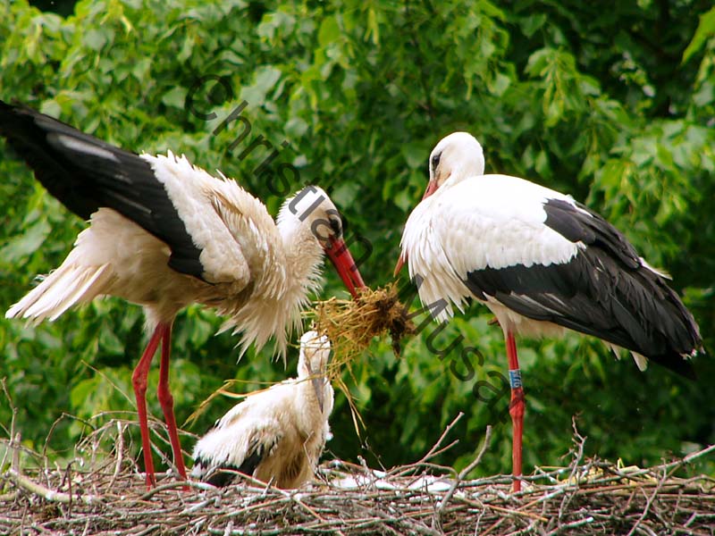 cigogne 019