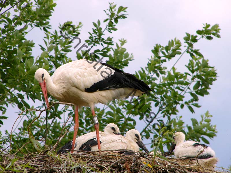 cigogne 025