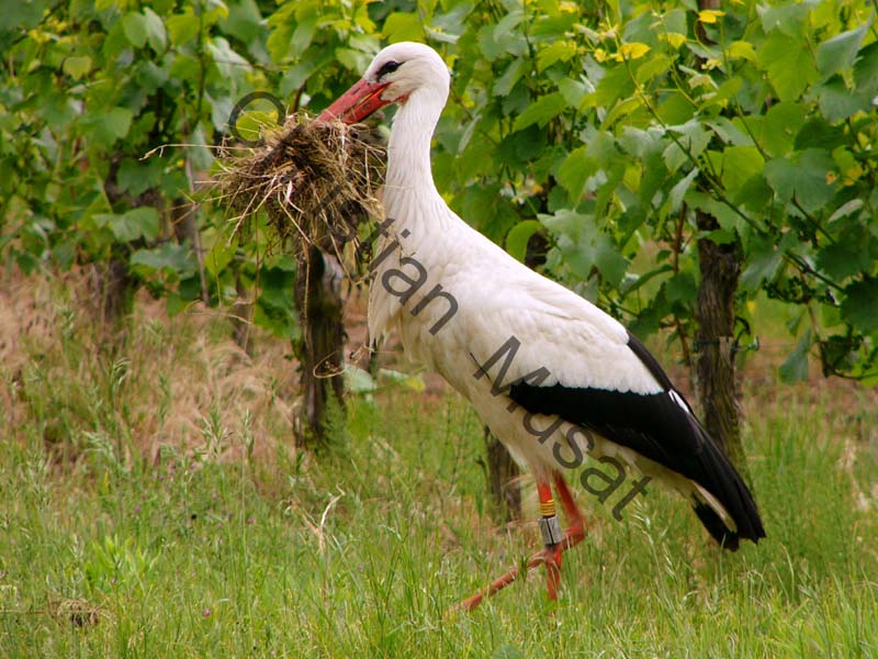 cigogne 029
