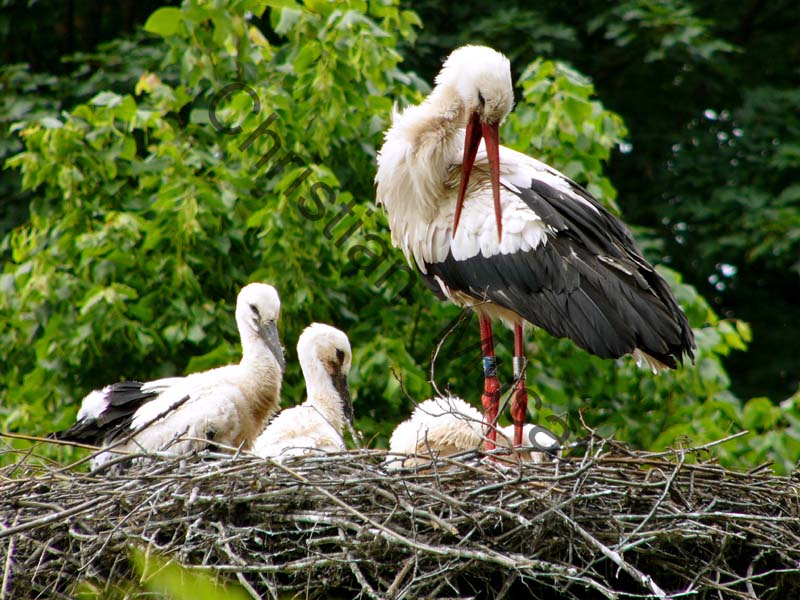 cigogne 037