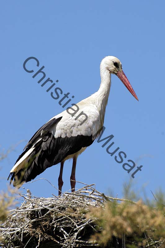 cigogne 039