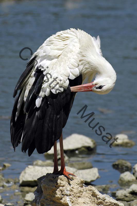 cigogne 040