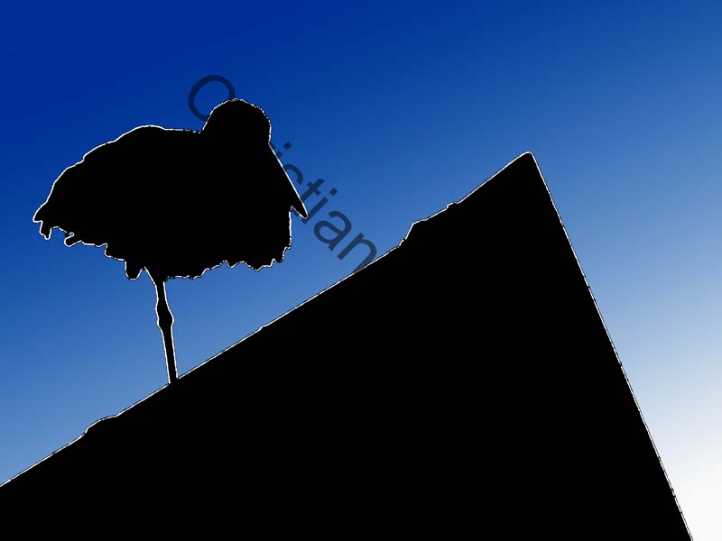 cigogne effet 002