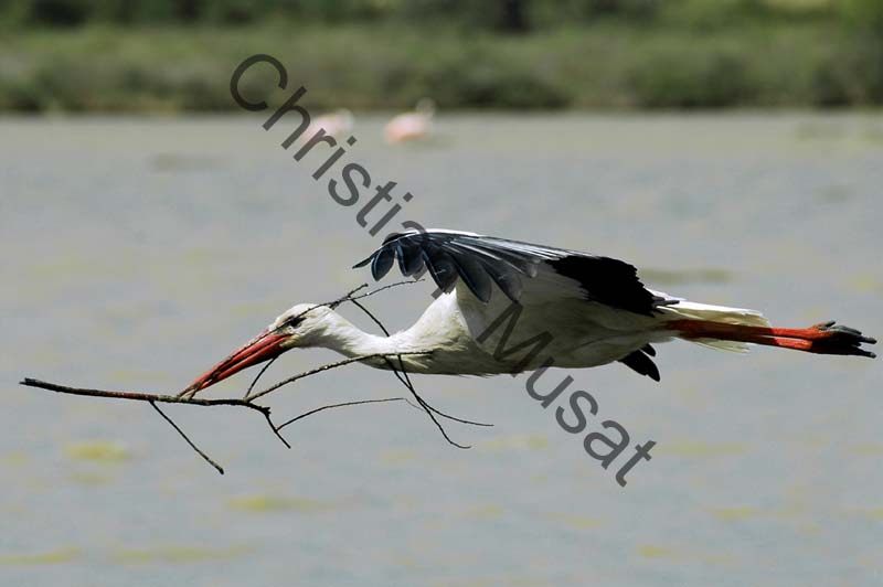 cigogne en vol 008