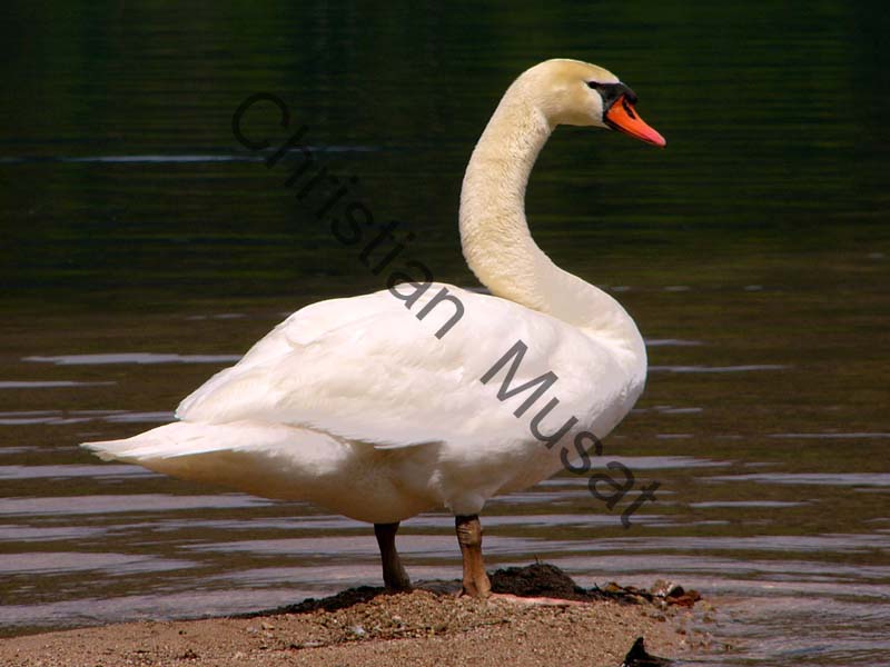 cygne 007
