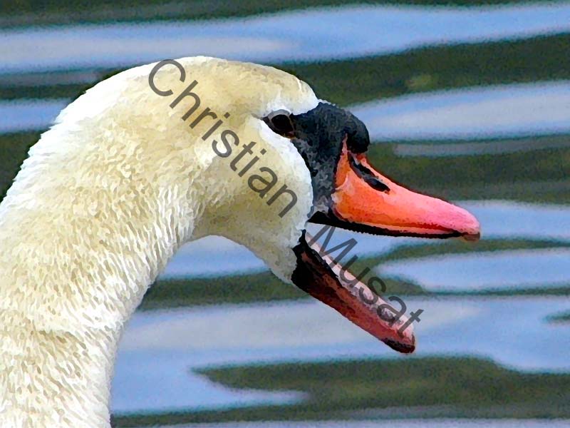 cygne effet 005