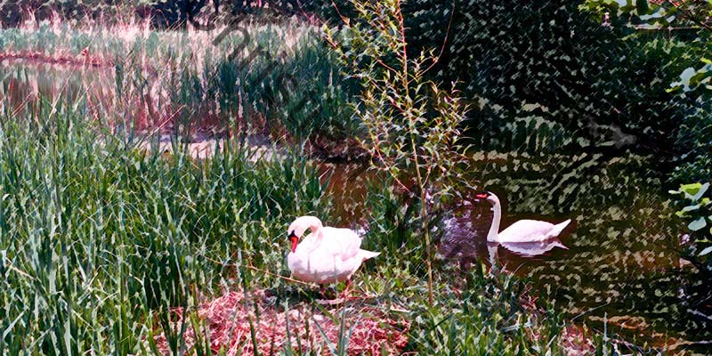 cygne effet 010