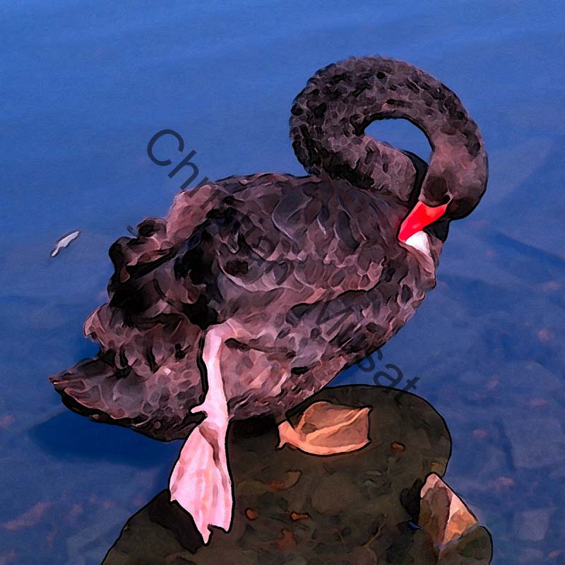 cygne effet 011