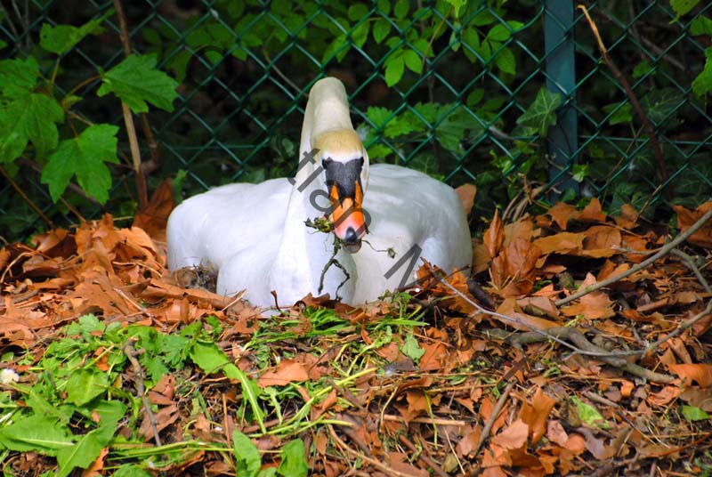 cygne nid 04