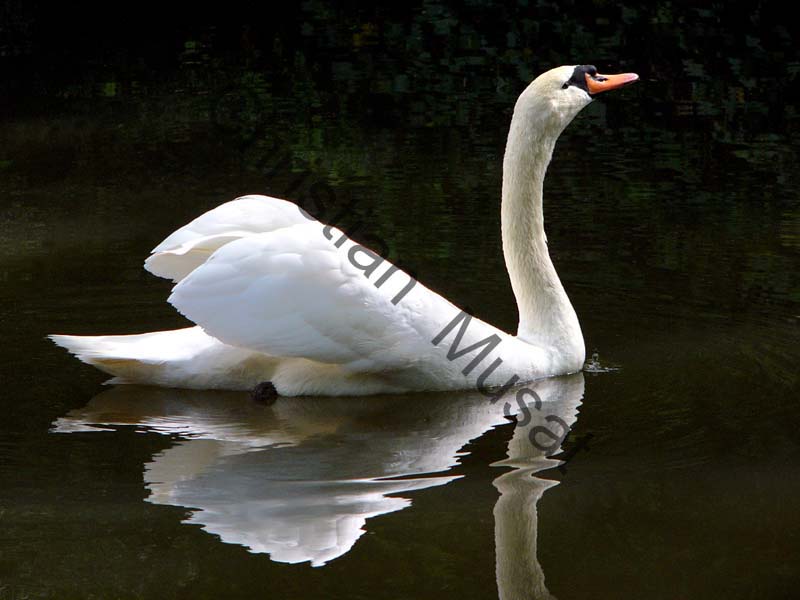 cygne reflet 02