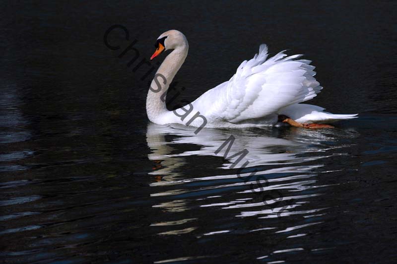 cygne reflet 07