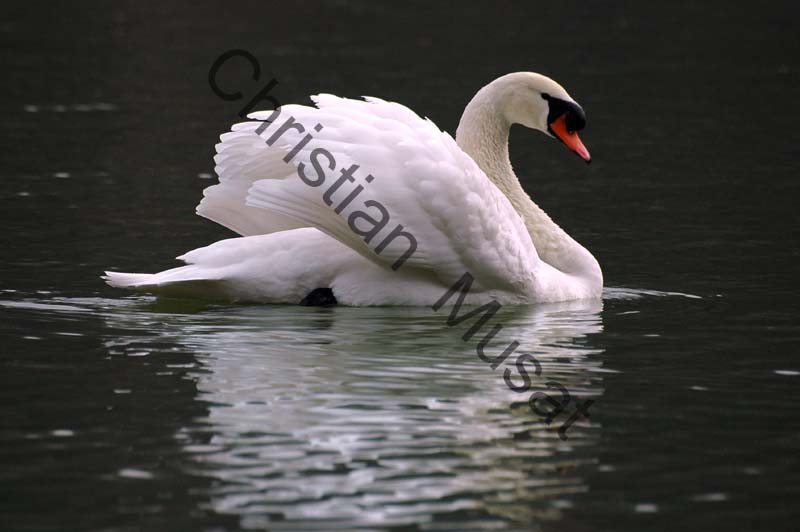 cygne reflet 09