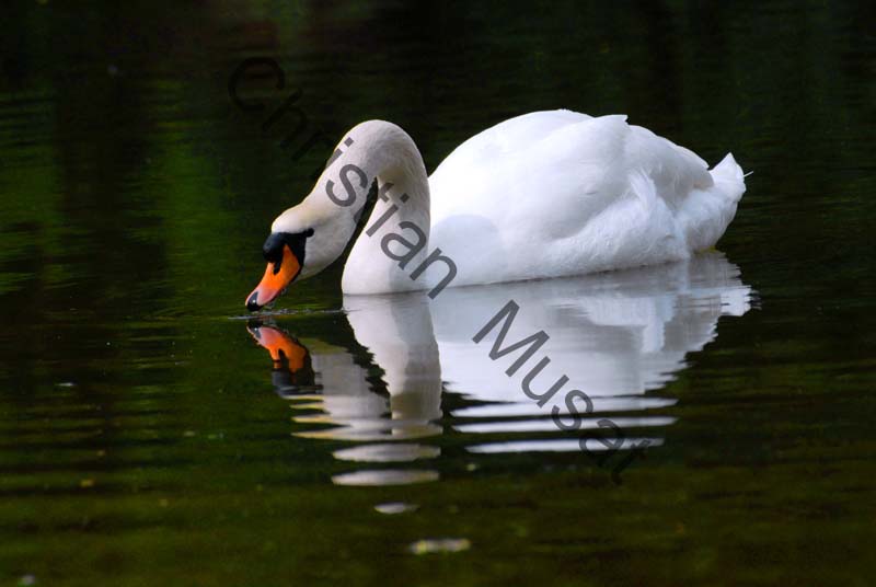 cygne reflet 15