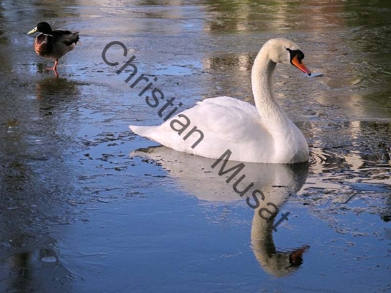 cygne reflet 17