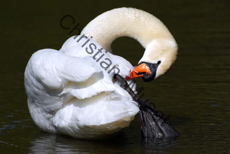 cygne sur l'eau 22